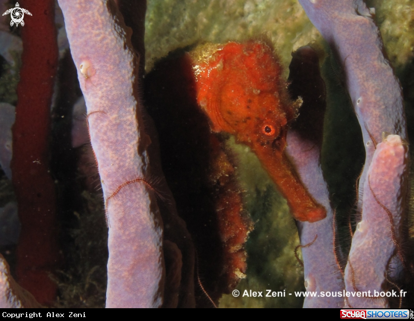 A Red Seahorse