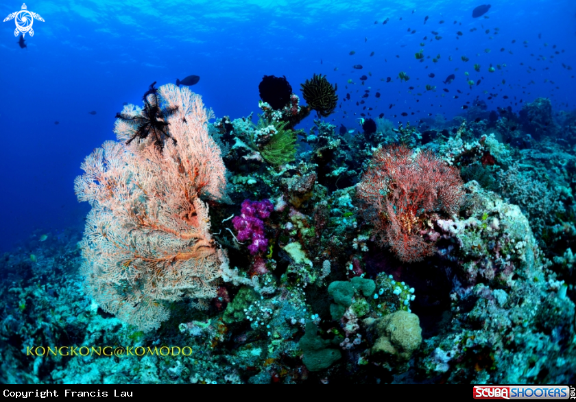 A Coral Reef