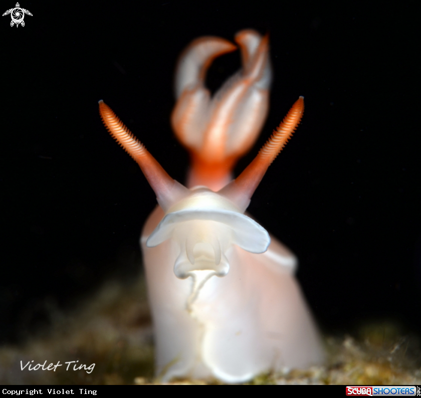 A Nudibranch