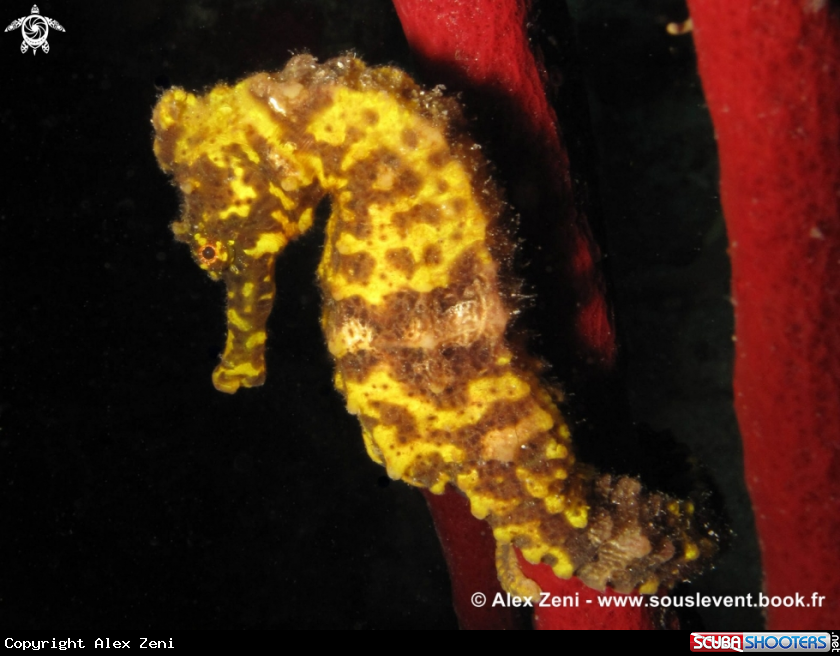 A Yellow Seahorse