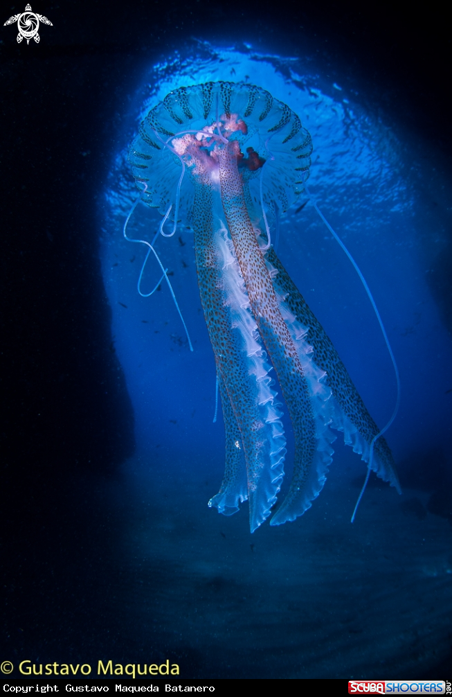 A Pequeña y peligrosa