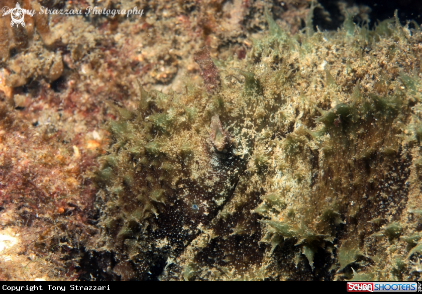A Short Headed Sea Hare