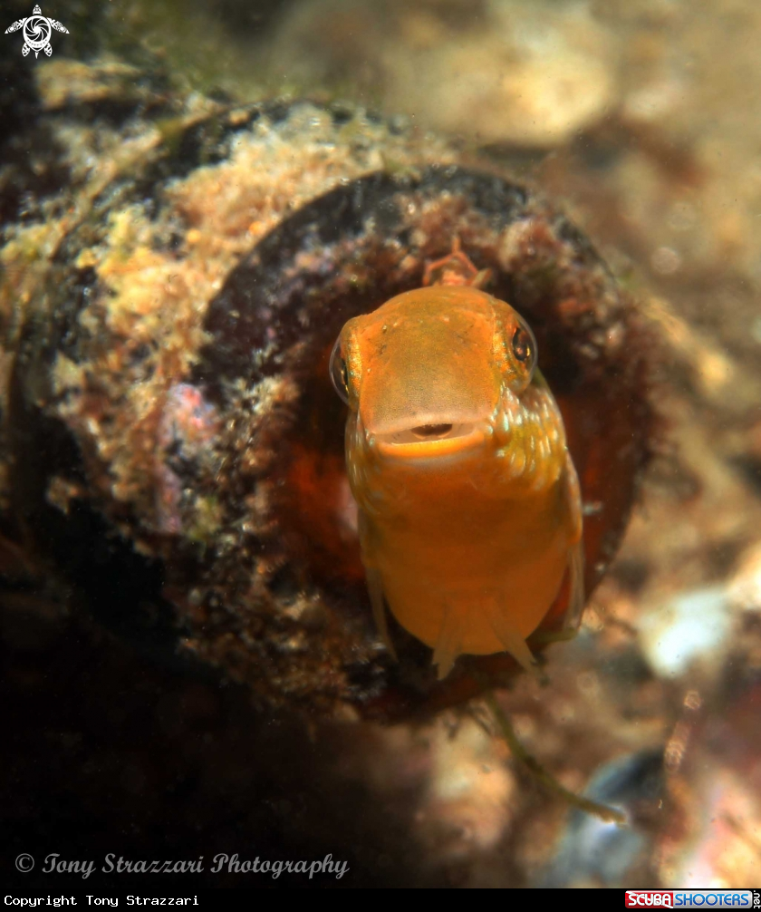 A Brown Sabretooth blenny