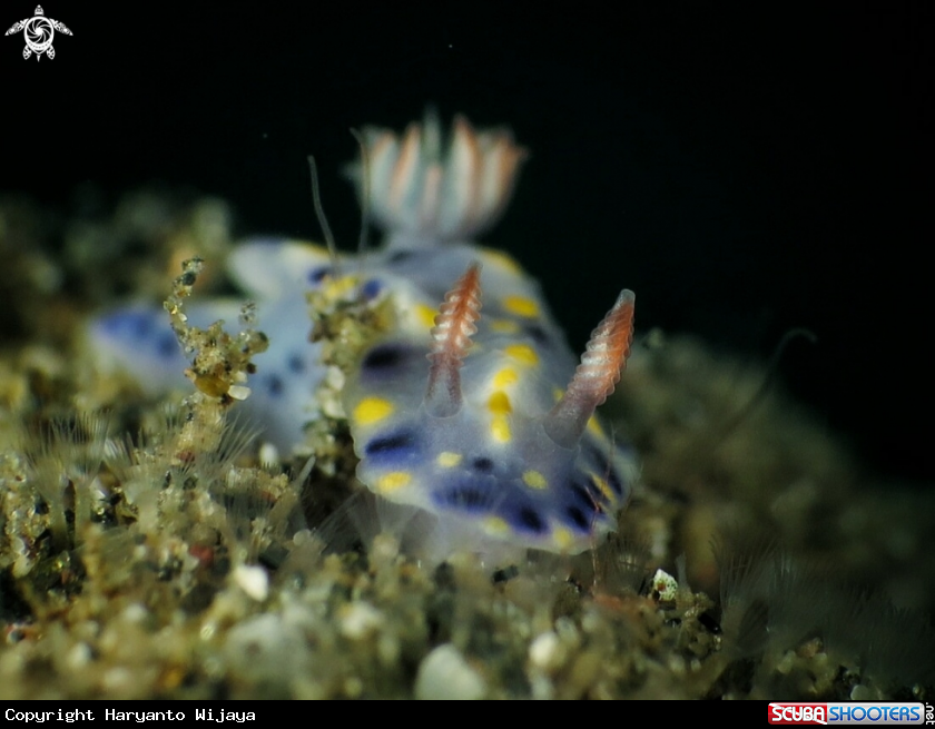A Hypselodoris