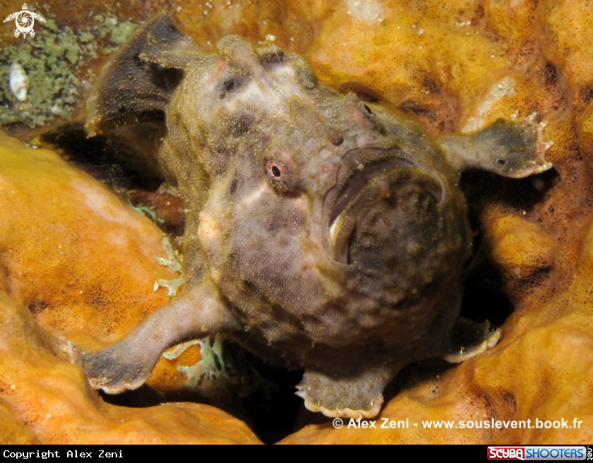 A Frogfish 