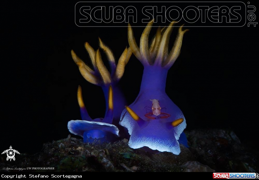 A  Hypselodoris apolegma