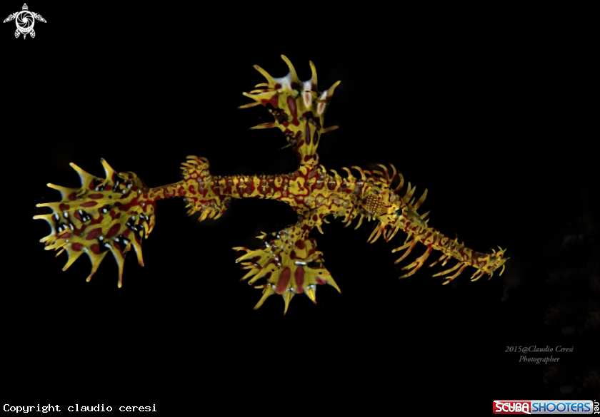 A pipe ghost fish
