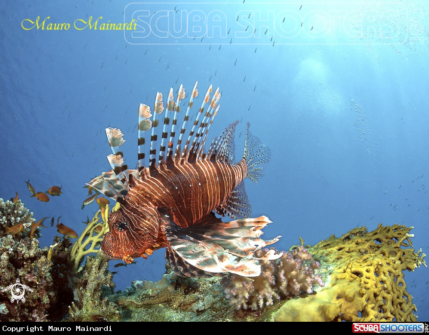 A Lionfish
