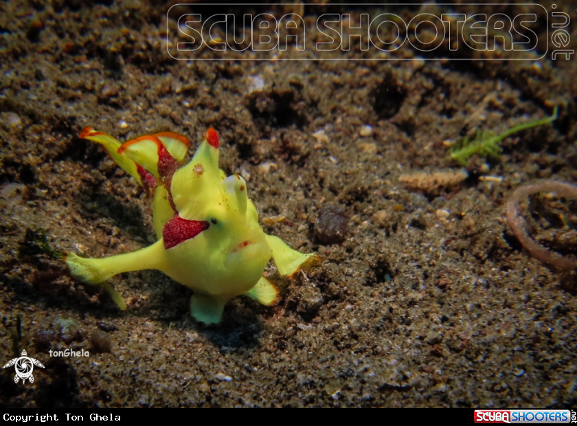 A Juv. Frog fish