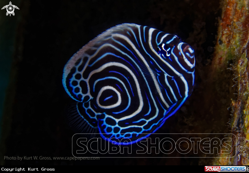 A Emperor Angelfish juv.