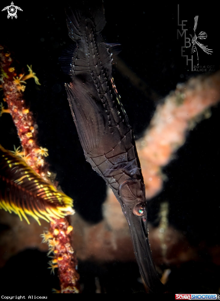A Rubust Ghost pipefish 