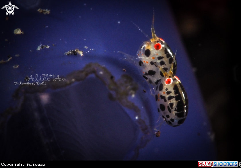 A Ladybugs couple with eggs 