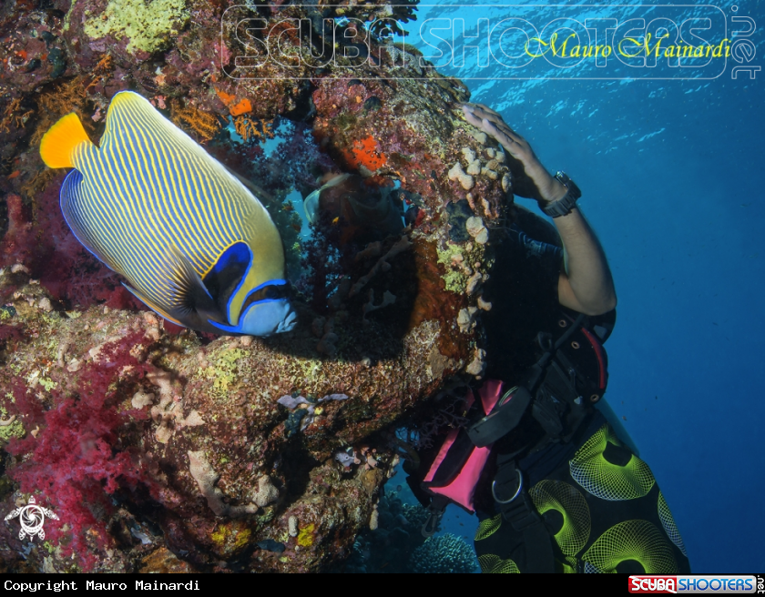 A Imperator angelfish