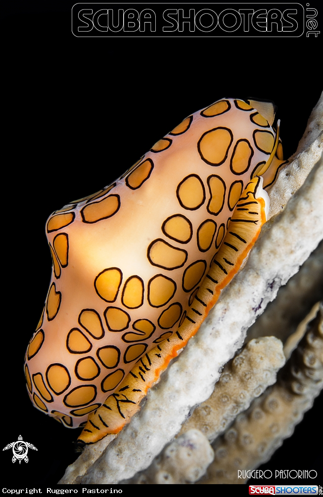 A Flamingo tongue
