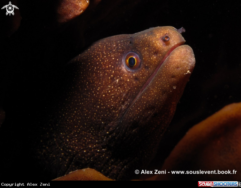 A Golden moray eel