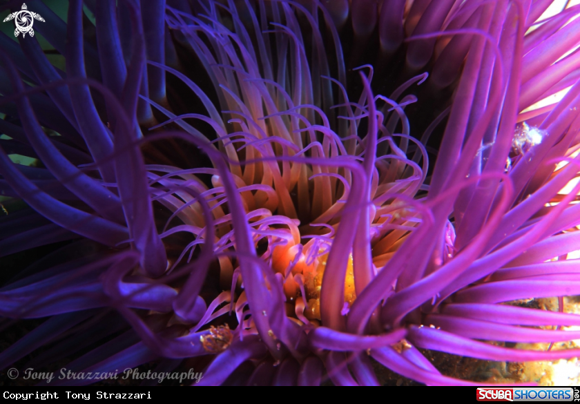 A Banded tube anemone