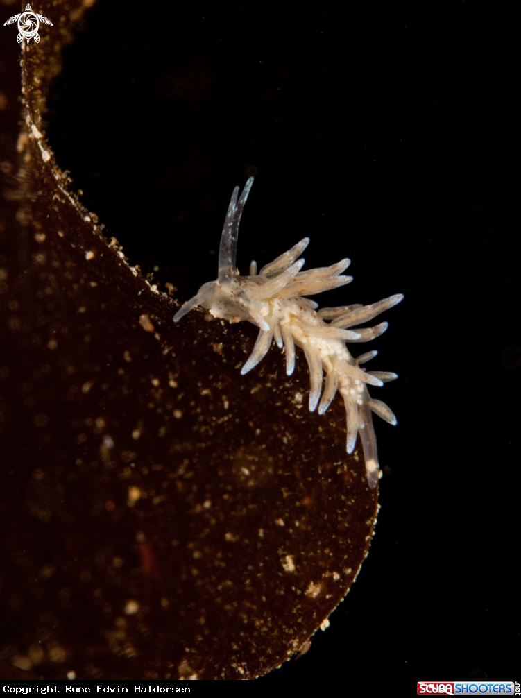 A Nudibranch