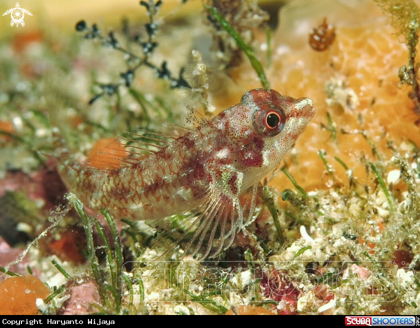 A Three fin fish