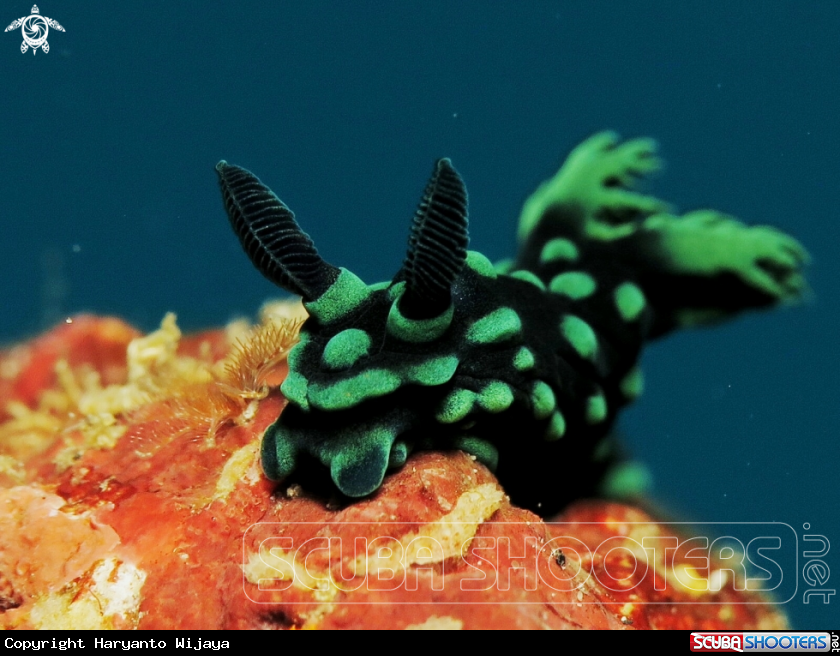 A cristata nudibranch