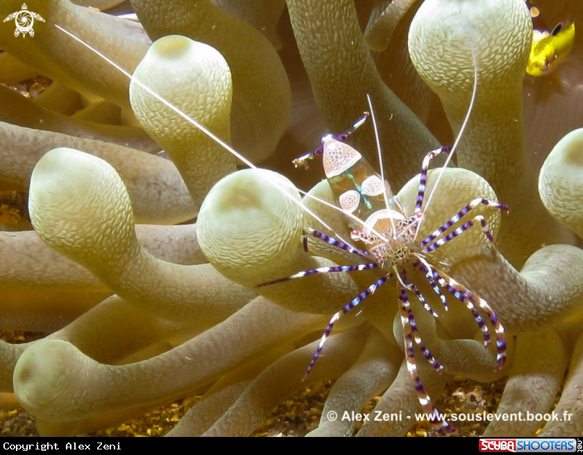 A Yukatan shrimp