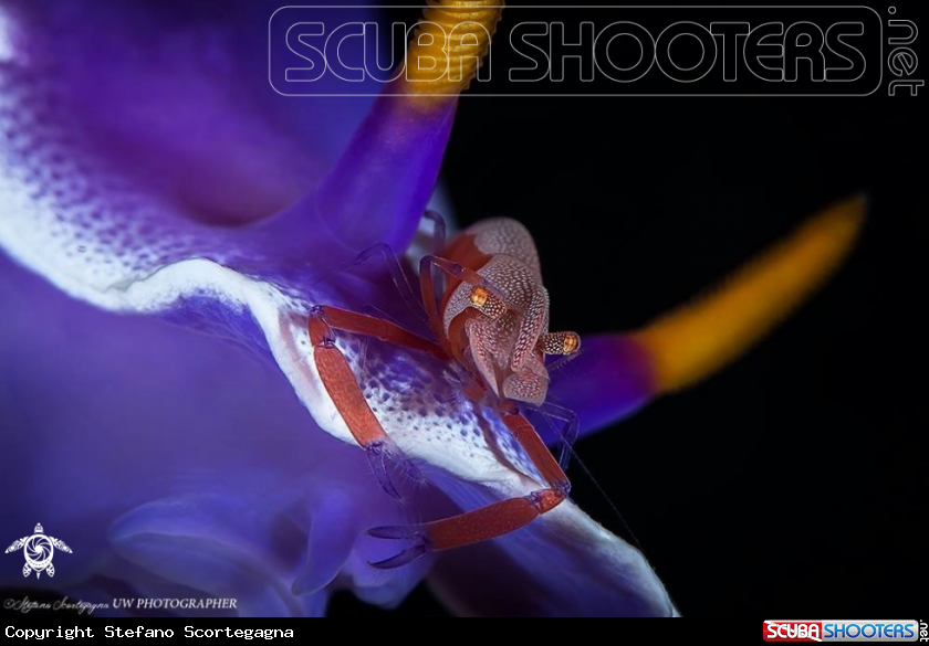 A Zenopontonia rex atop Hypselodoris apolegma