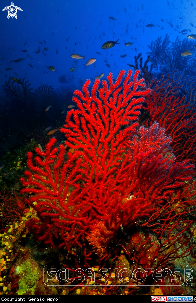 A Gorgonia rossa