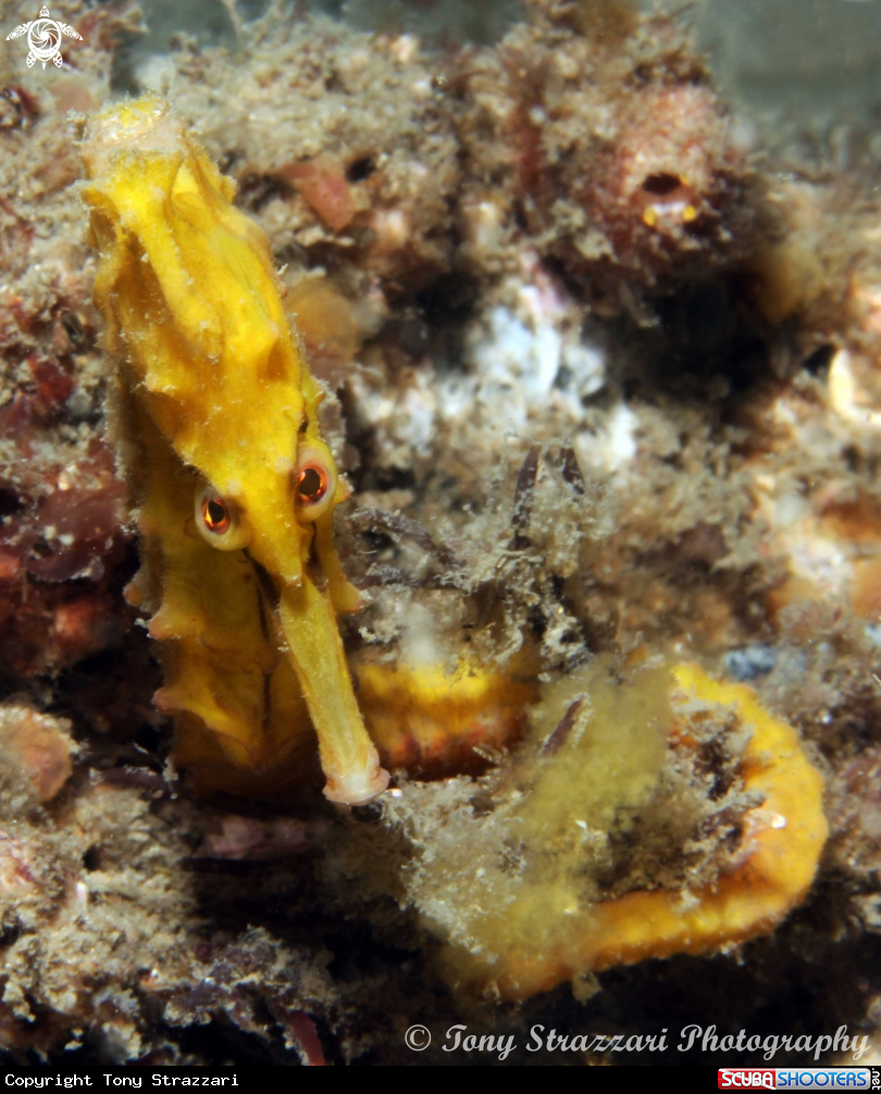 A White's seahorse