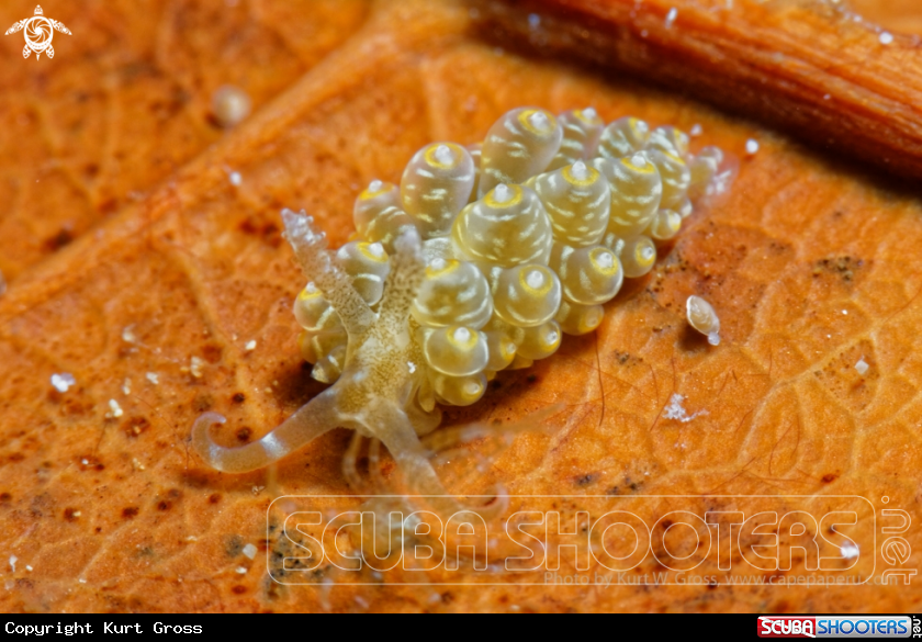 A Nudibranche