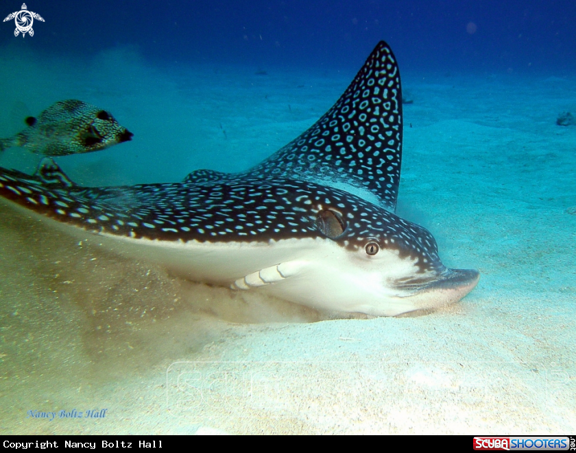 A Spotted Eagle Ray and Smooth trunkfish