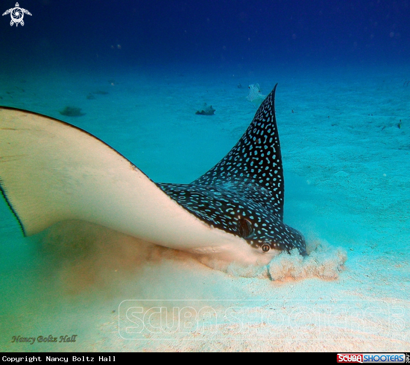 A Spotted Eagle Ray 