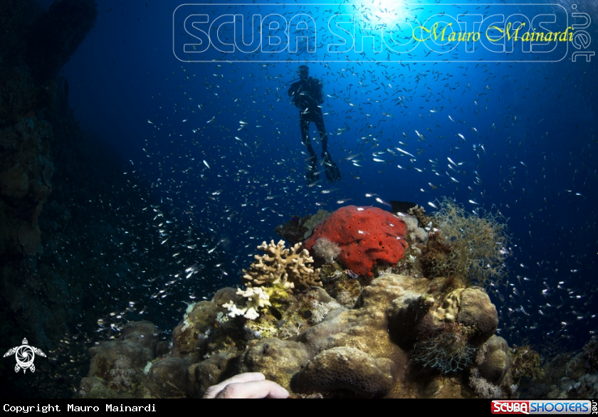 A Reef panorama