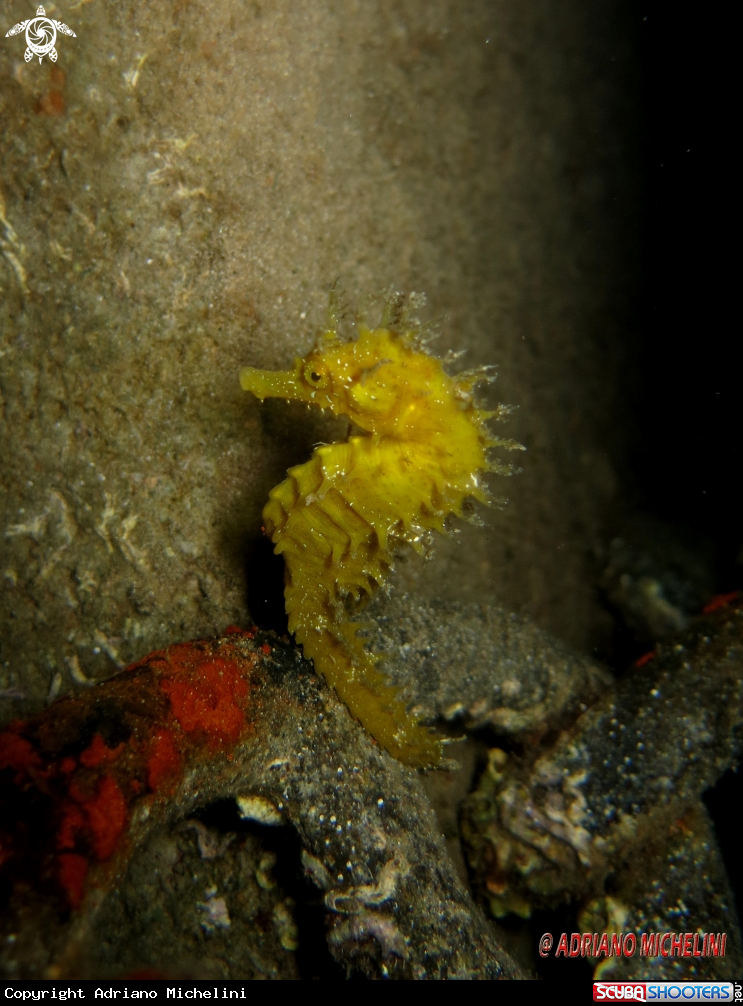 A Cavalluccio