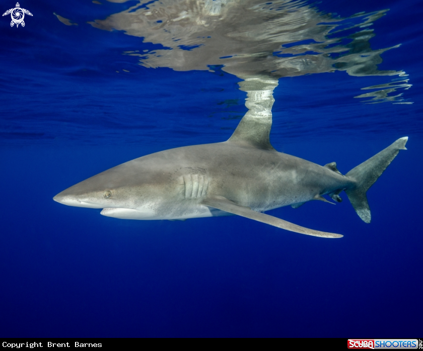 A Oceanic White Tip 