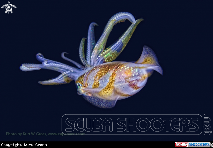 A Squid