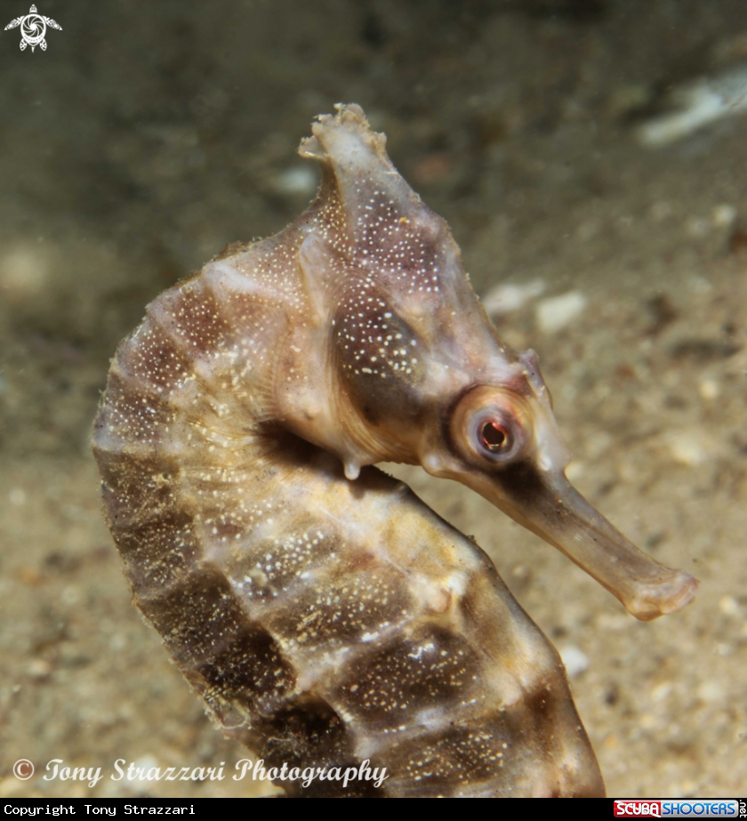 A White's seahorse