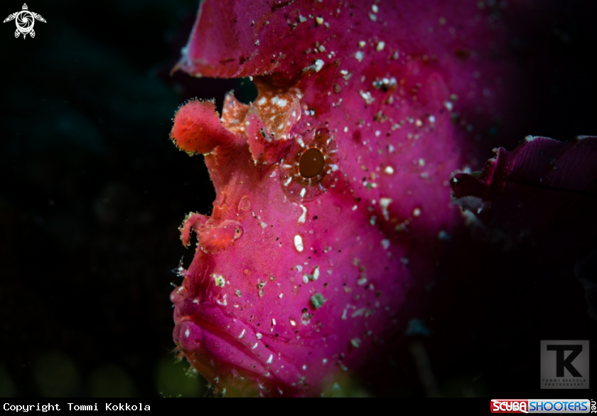 A leaf scorpion fish