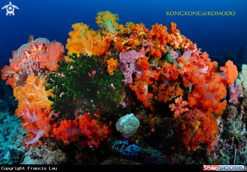 A Reef