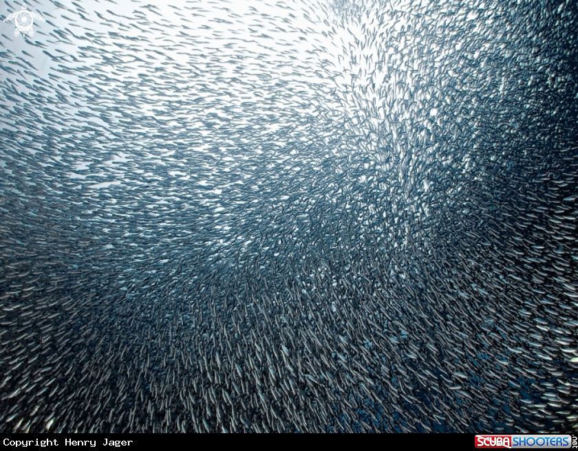 A Sardines