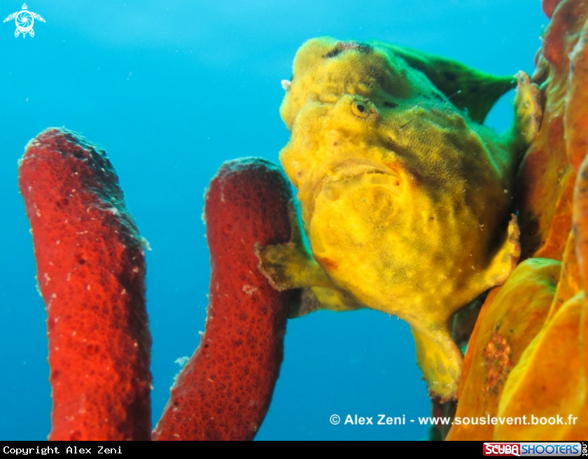 A Frogfish