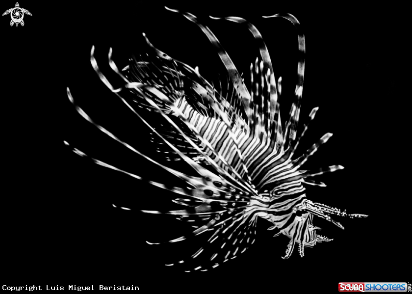 A Pterois volitans