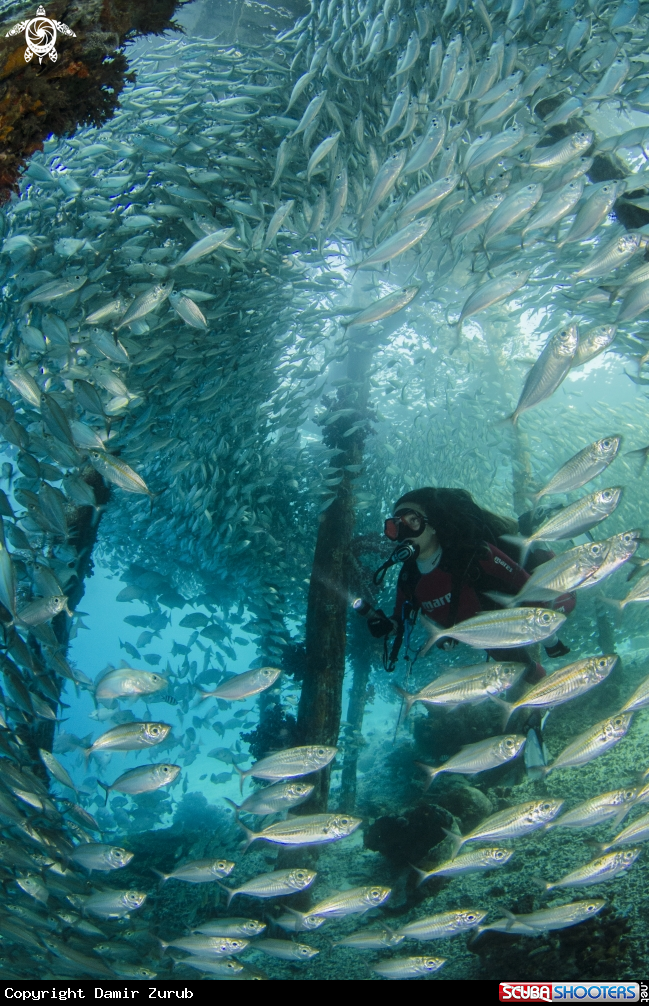 A Under the Jetty