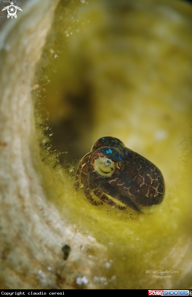 A Bobtail Squid