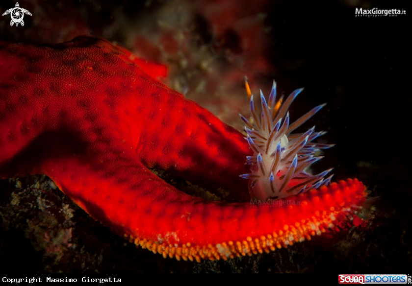 A nudibranch