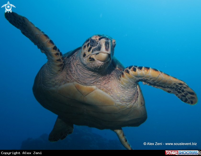 A Hawksbill turtle