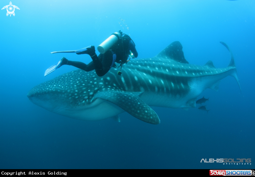 A underwater creature