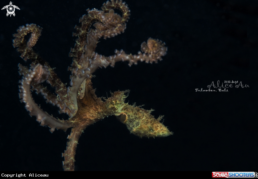 A Algae octopus 