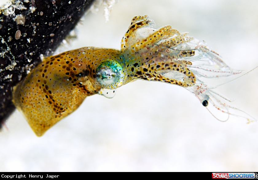 A Pygmy squid