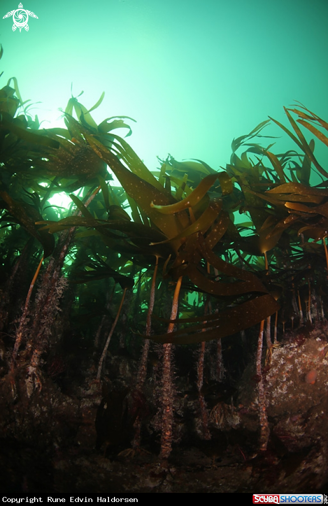 A Kelp