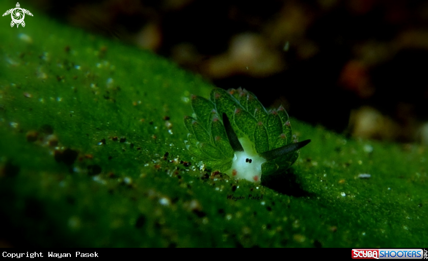 A cotasiella sp