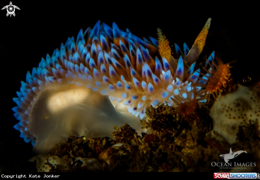 A Gasflame Nudibranch